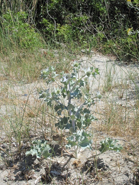 Eryngium maritimum